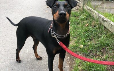 Albie’s success story November 2022