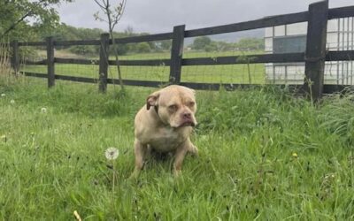 Custard’s success story May 2022