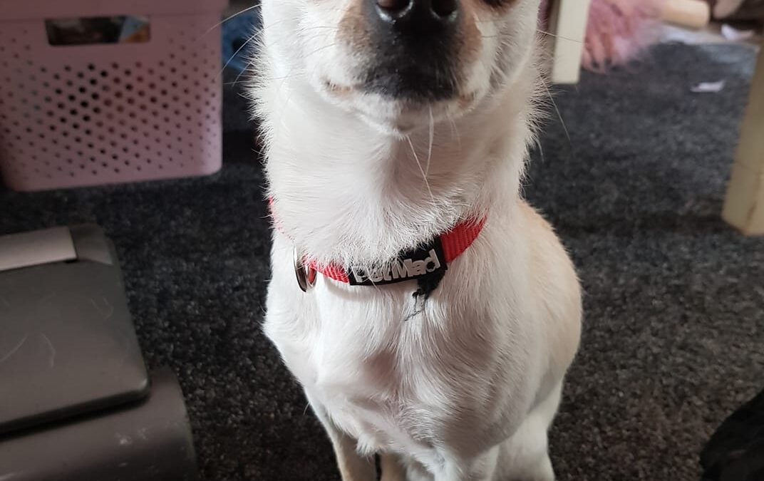 Chicco’s Success Story August 2020