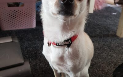 Chicco’s Success Story August 2020