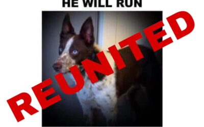 Rover’s Success Story October 2020