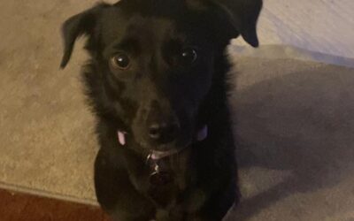 Dora’s Success Story December 2020