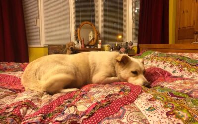 Alyssa’s Success Story December 2018