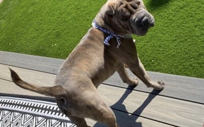 Pep’s Success Story June 2023