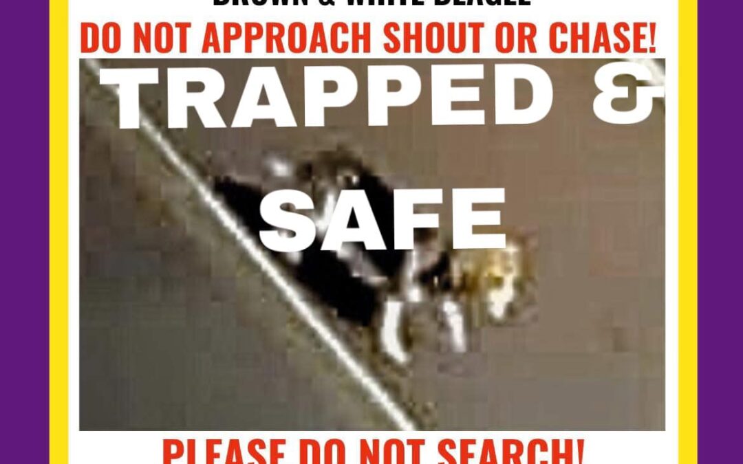 Charlotte Safely trapped December 2024