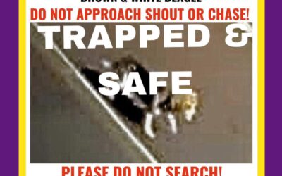 Charlotte Safely trapped December 2024