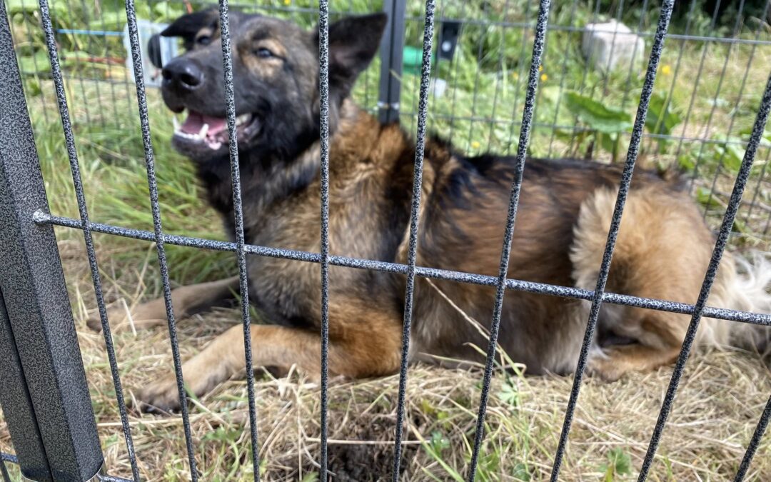 Elsa and her 7 puppies’ Success Story May 2025